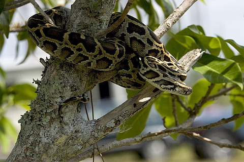 superficiale, fotografia a fuoco, grigio, nero, serpente, pitone, birmano, albero, arrotolato, natura, rettile, analizzare, cercare, guardare, ramo, bilancia, animali allo stato selvatico, fauna selvatica, pianta, concentrarsi sulle conoscenze acquisite, temi animali, un animale, animale, avvicinamento, nessuno, giorno, parte vegetale, vertebrato, foglia, crescita, insetto, Inquadratura dal basso, all'aperto, 2K, CC0, dominio pubblico, privo di copyright