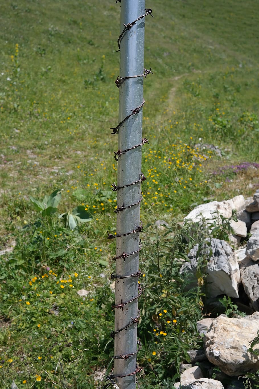 inviare, filo spinato, protezione, protetta, all'aperto, natura, pianta, nessuno, giorno, crescita, erba, metallo, colore verde, terra, campo, barriera, confine, recinto, sicurezza, paesaggio, filo, bellezza nella natura, post in legno, 5K