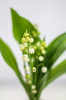 trast, blomma, klocka, vår, 1 ° maj, Liljekonvalj, friskhet, växt, närbild, grön färg, inget folk, selektiv fokusering, natur, växtdel, tillväxt, studio skott, mat, blad, mat och dryck, skönhet i naturen, sårbarhet, blommande växt, bräcklighet, inomhus, vit bakgrund, mjukt fokus, 2K, CC0, offentligt domän, royaltyfria