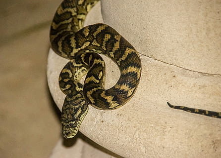 Carpet Python, Australia, python, queensland, snake, skin, pattern, close-up, wild, one animal, reptile, spiral, animal themes, animal wildlife, animal, vertebrate, animals in the wild, no people, poisonous, nature, animal scale, animal body part, sign, warning sign, animals in captivity, communication, curled up, natural pattern, 2K, CC0, public domain, royalty free