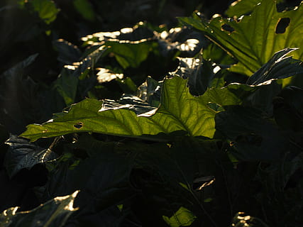 lapai, žalias, didelis, galinės šviesos, šviesa ir šešėlis, acanthus mollis, acanthus, akantų augalas, acanthaceae, minkštas acanthus, augalų dalis, augimą, augalų, žalia spalva, pobūdį, nėra žmonių, Iš arti, saulės šviesa, grožis gamtoje, dieną, žemės, lauke, ramybė, aukšto kampo vaizdas, atrankinis dėmesys, šviežumas, šešėlis, 4K, CC0, Viešasis domenas, nemokamai