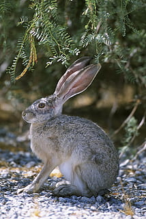 šedá, zajíc, zelená, listoval, rostlina, jackrabbit, sledoval, Černá, králičí, Králíček, zvířat, fauna, zvíře, jednoho zvířete, zvířata ve volné přírodě, obratlovců, savec, Příroda, nikdo, den, přistát, detail, strom, zaměřit se na popředí, venku, selektivní zaměření, boční pohled, hledá, pole, býložravý, 4K, CC0, veřejná doména, bez autorských práv