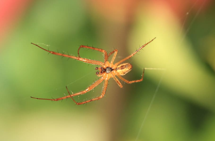 Spinne, Spinnennetz, schließen, Natur, Netzwerk, wirbellos, Tier, Tierthemen, Insekt, ein Tier, Tierwelt, Nahansicht, Tiere in freier Wildbahn, Spinnentier, Gliederfüßer, Zerbrechlichkeit, keine Leute, Fokus auf den Vordergrund, selektiver Fokus, Schönheit in der Natur, draußen, Tag, Tierbein, 2K