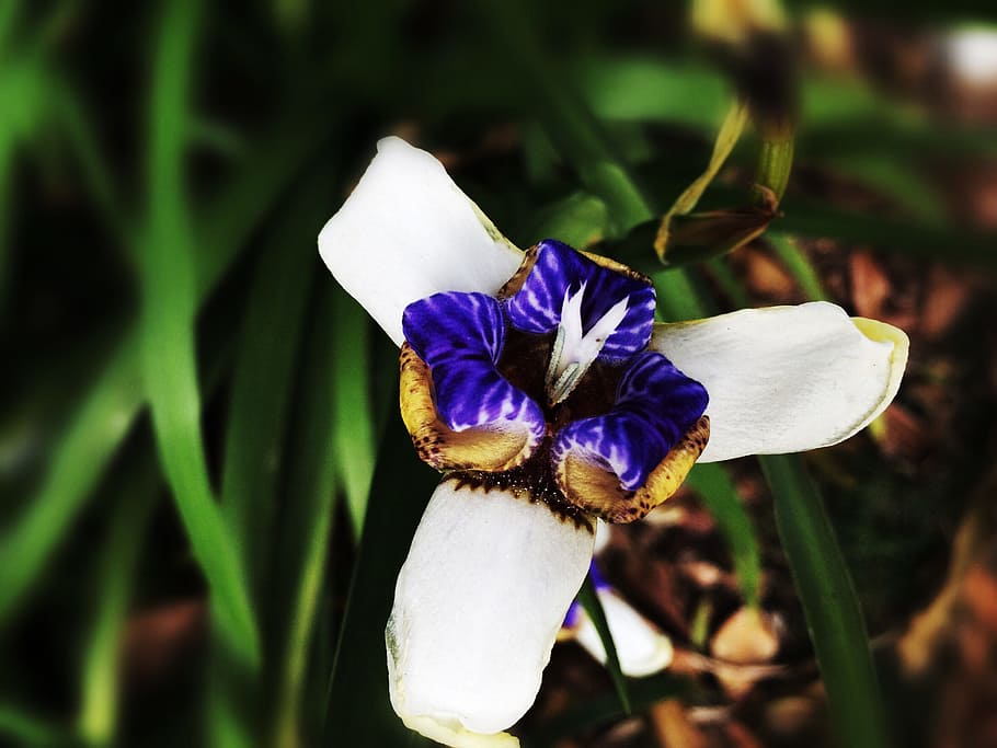 primavera, flors, iris, flor, planta amb flors, frescor, fragilitat, vulnerabilitat, planta, pètal, cap de flor, bellesa a la natura, primer pla, inflorescència, creixement, centrar-se en primer pla, porpra, dia, cap gent, naturalesa, Color blanc, pol·len, iris - planta, 2K