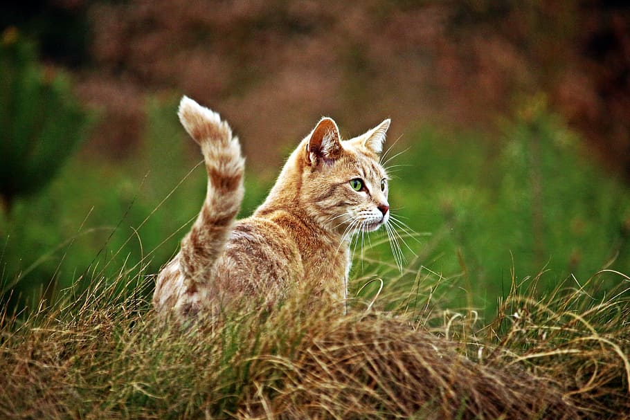 cerca de la foto, beige, gato, en pie, marrón, hierba, gatito, gato de raza, caballa, Gato domestico, mascota, animal, temas de animales, un animal, mamífero, planta, naturaleza, nadie, sentado, mascotas, fauna animal, tierra, enfoque selectivo, animales en la naturaleza, campo, nacional, mirando, felino, día, bigotes, 5K