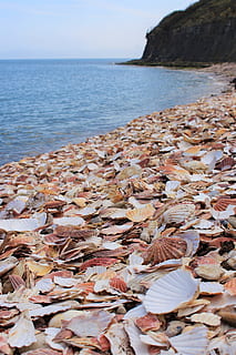 strand, clam, schelpen, zee, clam shells, water, Normandië, reizen, zeeschelp, natuur, kustlijn, buitenshuis, geen mensen, rock - object, landschap, schoonheid in de natuur, land-, kalmte, rustige scène, scenics - natuur, horizon over water, dag, hemel, schelp, horizon, detailopname, rots, focus op de voorgrond, oppervlakteniveau, kiezelsteen, 4K, CC0, publiek domein, royaltyvrij