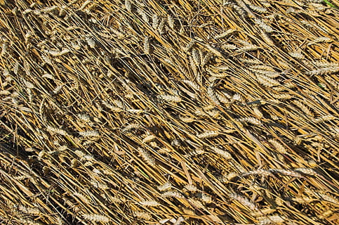 blat, gra, camp, grans, agricultura, collita, blat de moro, planta, cultiu, fons, menjar, cereal, granja, llavor, naturalesa, aïllat, sègol, tardor, madur, rural, daurat, groc, or, creixement, blanc, baixar, anivellat, pis pla, medi ambient, patró, sòl, textura, resum, marc complet, cap gent, dia, terra, marró, sec, vista d’angle alt, llum solar, a l'aire lliure, abundància, primer pla, escena rural, 1080P, CC0, domini públic, lliure de regalies