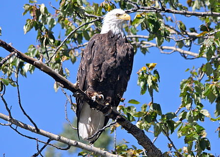 Águila calva, posado, raptor, pájaro, naturaleza, salvaje, retrato, americano, símbolo, plumas, dom, cielo, majestuoso, depredador, árbol, extremidades, mirando, planta, animales en la naturaleza, rama, vista de ángulo bajo, temas de animales, fauna animal, vertebrado, animal, un animal, ave de rapiña, nadie, día, águila, águila - pájaro, al aire libre, 1080P, CC0, dominio público, libre de derechos