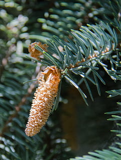 picea, árbol, conífera, cono de pino, agujas, rama, al aire libre, planta, de cerca, crecimiento, centrarse en primer plano, naturaleza, día, nadie, comida y bebida, color verde, belleza en la naturaleza, comida, frescura, Pino, enfoque selectivo, árbol conífero, pinácea, aguja - parte de la planta, 2K, CC0, dominio público, libre de derechos
