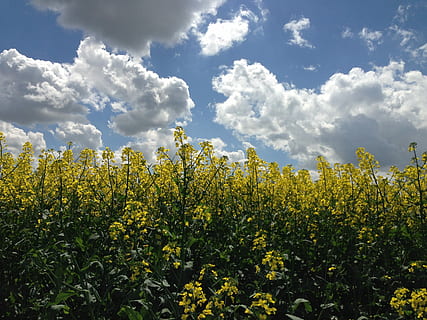 verkrachting, veld-, wolken, landschap, koolraap verkrachting, landbouw, koolzaad veld, geel, zomer, natuur, groei, gewas, fabriek, schoonheid in de natuur, bloem, bloeiende plant, wolk - lucht, hemel, versheid, land-, breekbaarheid, kalmte, dag, kwetsbaarheid, geen mensen, koolzaad, scenics - natuur, buitenshuis, 2K, CC0, publiek domein, royaltyvrij
