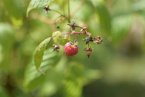 lampone, frutto rosso, rosso, cibo, frutta, rosso, cibo, vitamine, energia, dietetico, collezione, mangiare, frutti di bosco, giardino, natura, gusto, frutti rossi, verde, tavolo, mirtilli, anguria, cucina, carote, estate, pompelmo, cestino, vegetariano, concentrarsi sulle conoscenze acquisite, crescita, colore verde, giorno, mangiare sano, cibo e bevande, pianta, freschezza, avvicinamento, bellezza nella natura, nessuno, parte vegetale, foglia, benessere, albero, all'aperto, maturo, 5K, CC0, dominio pubblico, privo di copyright