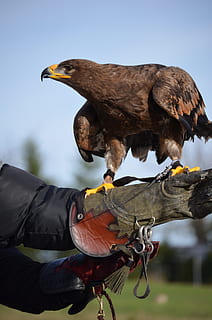 adler, aigle brun, oiseau, vertébré, la faune des animaux, main humaine, animaux à l'état sauvage, partie du corps humain, main, Vrais gens, journée, en portant, une personne, se concentrer sur le premier plan, un animal, personne méconnaissable, oiseau de proie, aliments, alimentation, en plein air, le bec, doigt, 4K, CC0, domaine public, libre de droits