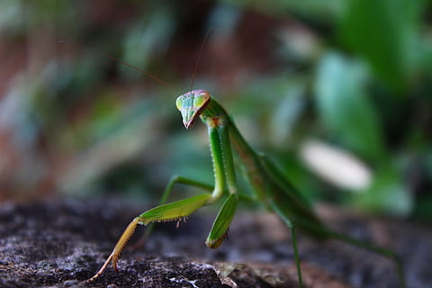 mantis, hmyz, Příroda, makro, zvířat, jednoho zvířete, zvíře, bezobratlý, zvířata ve volné přírodě, kudlanka nábožná, detail, zelená barva, část těla zvířete, zaměřit se na popředí, nikdo, den, zvířecí anténa, selektivní zaměření, saranče, rostlina, venku, 2K, CC0, veřejná doména, bez autorských práv
