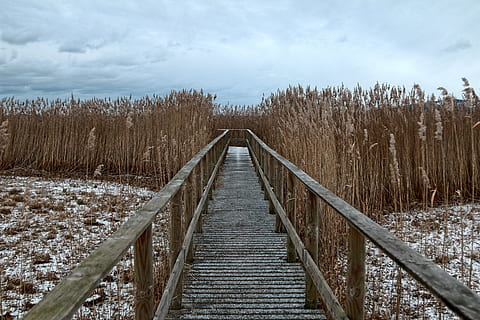 Netz, Weg, Schilf winterlich, kalt, einsam, Holz, Natur, Wandern, Naturlehrpfad, Bodensee, Winter, rohrspitz, Stimmung, idyllisch, Promenade, draußen, Wald, Landschaft, Baum, Fußweg, Himmel, Richtung, der Weg nach vorn, Land, Ruhe, ruhige Szene, wolke - himmel, Holz - Material, Pflanze, Szenen - Natur, keine Leute, kalte Temperatur, Nicht-städtische Szene, Schönheit in der Natur, abnehmende Perspektive, Tag, 5K, CC0, gemeinfrei, lizenzfrei