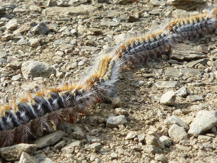 processionària, erugues, fila, pi, processional, erugues, plaga, un animal, rèptil, animals a la natura, fauna animal, temes d'animals, caça d’animals, animal, cap gent, naturalesa, sòlid, dia, rock, terra, primer pla, insecte, invertebrat, a l'aire lliure, rock - object, zoologia, vertebrats, camp, vista d’angle alt, marí, 4K