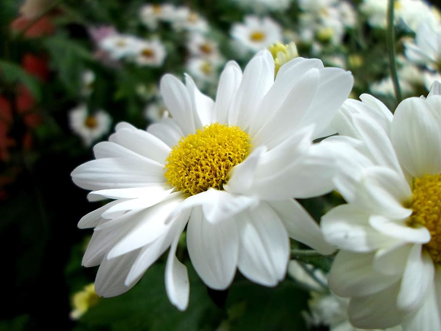 hvide tusindfryd blomster, Gerber, daisy, blomst, forår, sommer, blomster, naturlig, have, flora, blomstre, flor, eng, frisk, kronblad, sæson, botanik, levende, vild, vækst, botanisk, miljø, fred, liv, glæde, Mark, kærlighed, enkel, blomstrende plante, friskhed, skrøbelighed, sårbarhed, plante, skønhed i naturen, hvid farve, blomsterhoved, blomsterstand, tæt på, fokus på forgrunden, pollen, natur, ingen mennesker, dag, gul, udendørs, 1080P