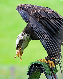 àguila calba, àguila, ocell, animal, vida salvatge, raptor, salvatge, americà, aviària, depredador, símbol, presa, plomes, caçador, majestuós, ala, temes d'animals, vertebrats, animals a la natura, un animal, fauna animal, centrar-se en primer pla, primer pla, dia, naturalesa, cap gent, vista lateral, rapinyaire, posat, a l'aire lliure, bellesa a la natura, bec, ales separades, vista del perfil, falcó - ocell, 2K, CC0, domini públic, lliure de regalies