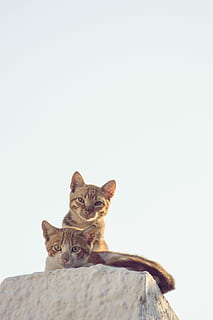 Katzen, anschauen, zwei, Hauskatze, ein Tier, katzenartig, Tierthemen, Haustiere, kopieren sie platz, Säugetier, Tier, Katze, inländisch, Wirbeltier, keine Leute, Kamera betrachten, Himmel, Porträt, klarer Himmel, Natur, Flachwinkelansicht, Tag, Whisker, Tierkopf, 4K, CC0, gemeinfrei, lizenzfrei