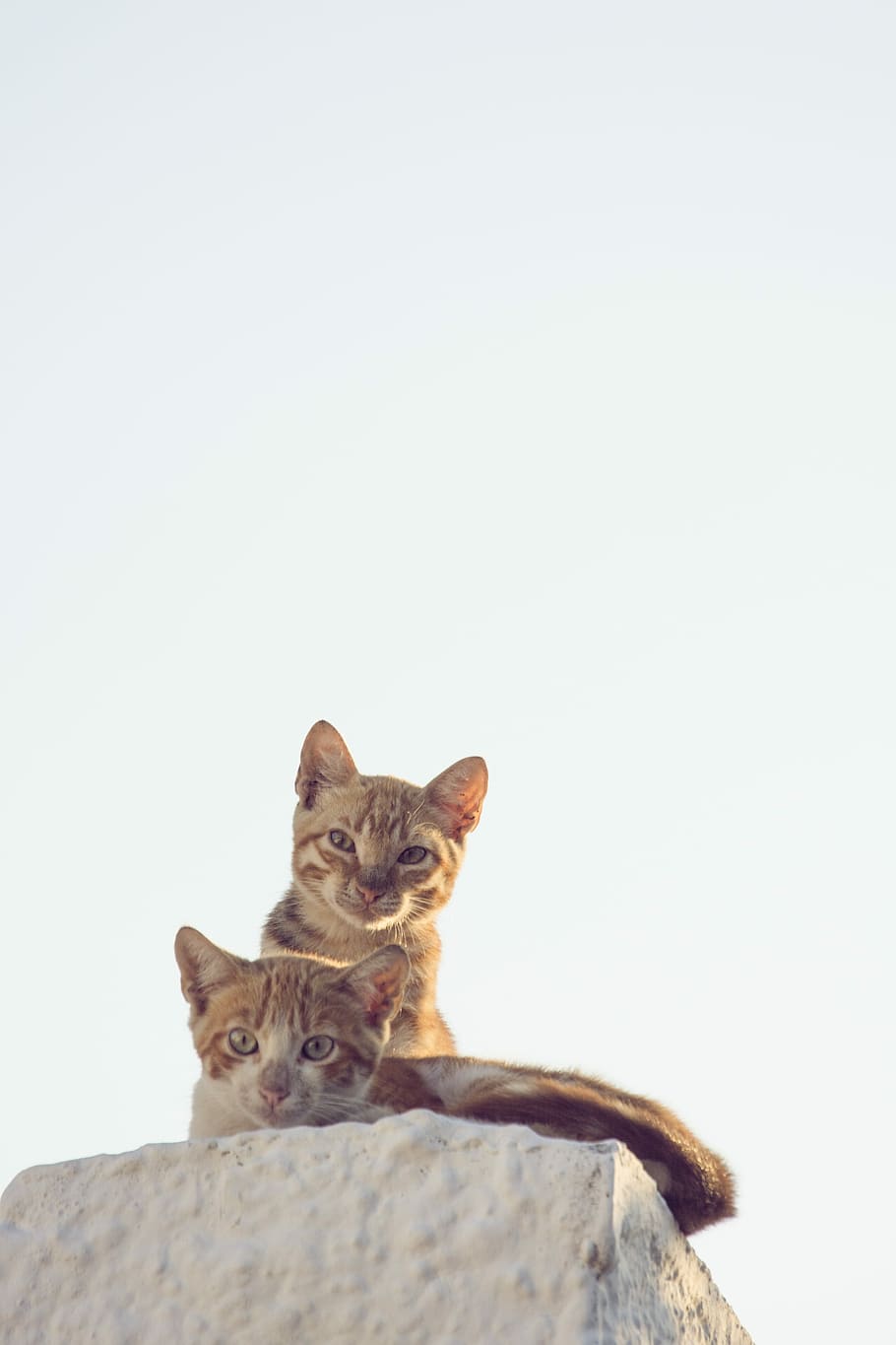 katte, ser på, to, indenlandske kat, et dyr, feline, dyre temaer, kæledyr, kopiere plads, pattedyr, dyr, kat, husdyr, indenlandske, hvirveldyr, ingen mennesker, kigger på kameraet, himmel, portræt, skyfri himmel, natur, lav vinkel visning, dag, bakkenbart, dyr hoved, 4K