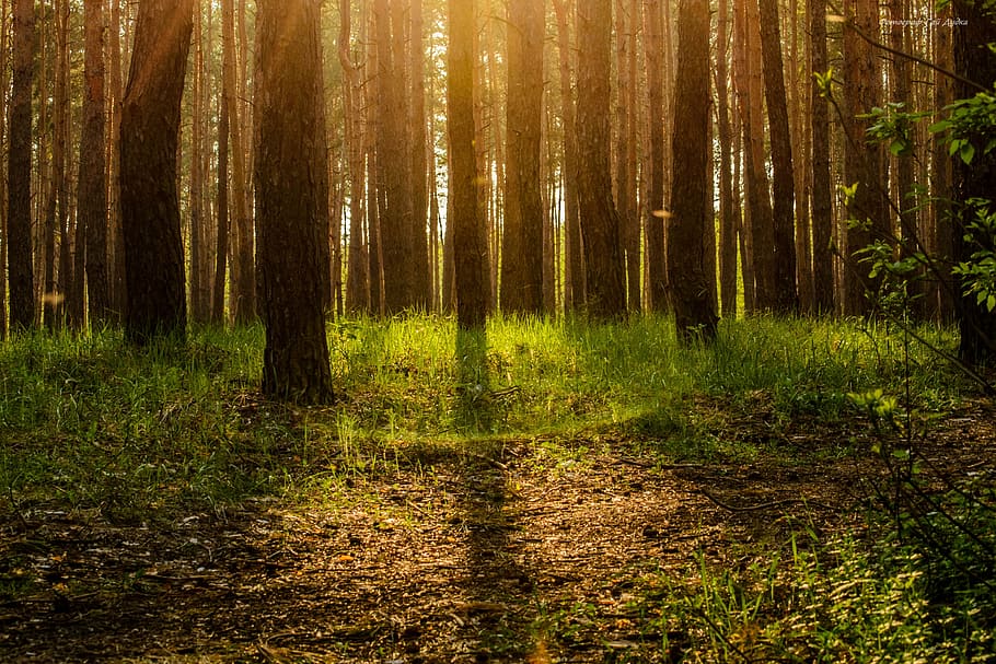alberi forestali, giorno, foresta, ecologia, albero, Magia, storia, le foglie, abbaiare, incantata, la natura esulta, natura, all'aperto, bosco, natura selvaggia, nessuno, tronco d'albero, Paesaggi, Pino, pianta, terra, la tranquillità, crescita, bellezza nella natura, scenics - natura, erba, scena tranquilla, tronco, scena non urbana, luce del sole, colore verde, a distanza, 4K