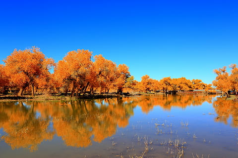 naturalesa, reflexió, tardor, arbre, llac, ejin, fulles grogues, aigua, tranquil·litat, bellesa a la natura, escenics - natura, canvi, escena tranquil·la, planta, cel, blau, cap gent, color taronja, idíl·lic, a l'aire lliure, terra, bosc, col·lecció de tardor, llac de reflexió, 5K, CC0, domini públic, lliure de regalies