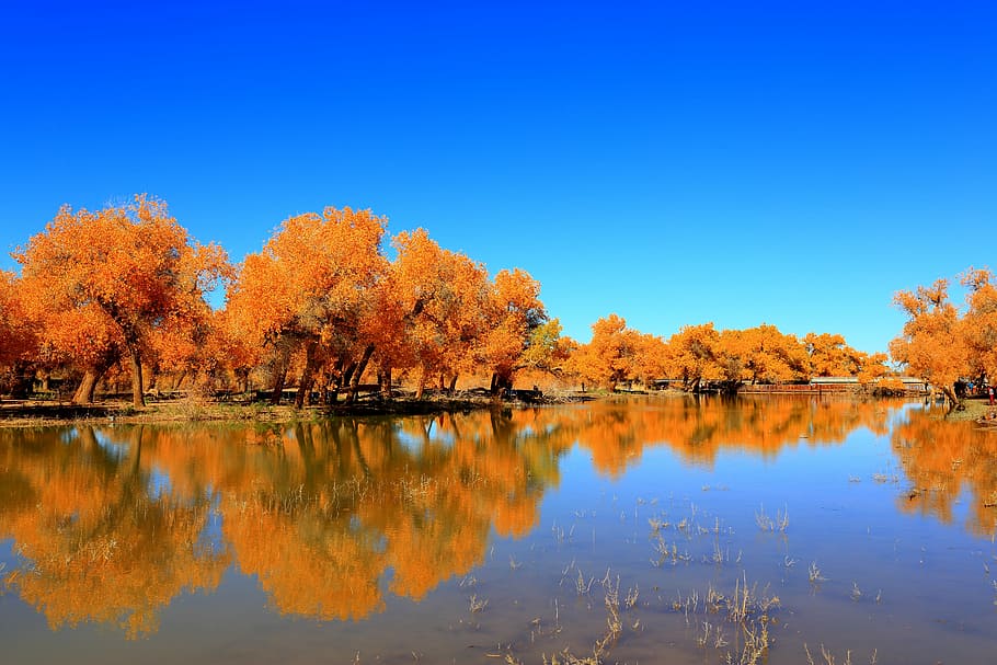 naturalesa, reflexió, tardor, arbre, llac, ejin, fulles grogues, aigua, tranquil·litat, bellesa a la natura, escenics - natura, canvi, escena tranquil·la, planta, cel, blau, cap gent, color taronja, idíl·lic, a l'aire lliure, terra, bosc, col·lecció de tardor, llac de reflexió, 5K