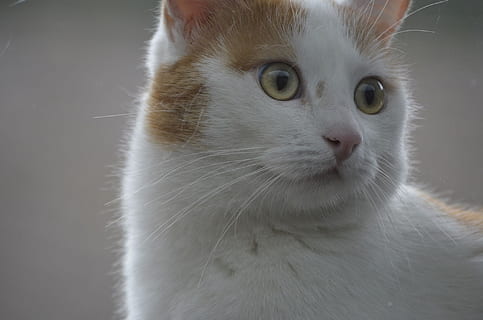 gat, cara, miracle, naturalesa, retrat, mascotes, gat domèstic, blanc-vermell, un animal, temes d'animals, mirant la càmera, primer pla, mamífer, animal, nacional, animals domèstics, part del cos dels animals, felí, bigotis, mirant, vertebrats, cap d’animals, pèl d’animals, cabell, gris, cap gent, ull d’animals, 1080P, CC0, domini públic, lliure de regalies