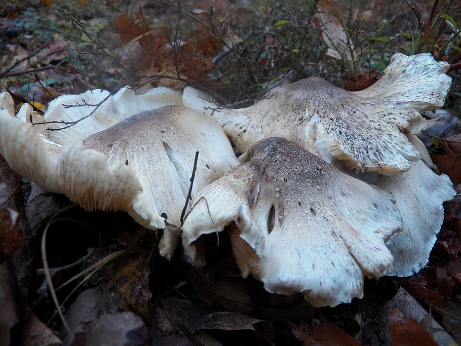 bolets, toadstool, toadstools, fong, fongs de branques, naturalesa, a l'aire lliure, plantes, bosc, boscos, tardor, terra, camp, creixement, primer pla, cap gent, vegetals, planta, menjar, dia, bolets comestibles, centrar-se en primer pla, Color blanc, bellesa a la natura, arbre, vista d’angle alt, 1080P