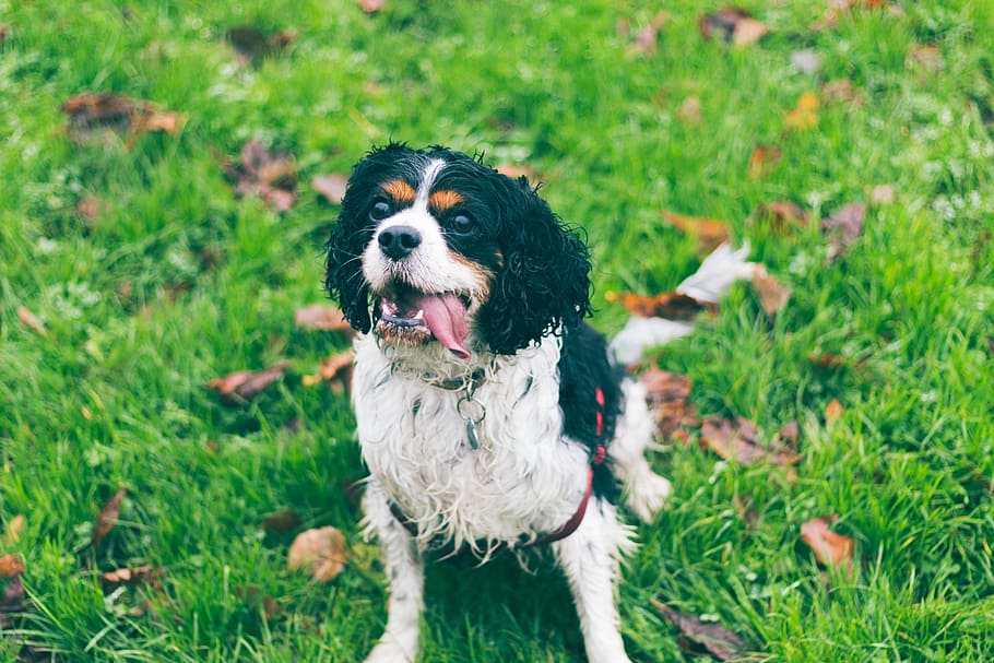 nero, bianca, cane, verde, erba, re Carlo, cavaliere, campo d'erba, canino, un animale, animali domestici, domestico, mammifero, animale, temi animali, pianta, vertebrato, colore verde, natura, campo, giorno, terra, nessuno, crescita, concentrarsi sulle conoscenze acquisite, all'aperto, 5K