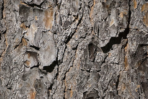 texture, écorce, arbre, la nature, fissuré, tronc, bois, les patrons, texturé, fermer, rock - objet, personne, arrière-plans, plein cadre, en plein air, journée, tronc d'arbre, modèle, écorce végétale, rugueux, plante, Roche, géologie, motif naturel, solide, 2K, CC0, domaine public, libre de droits