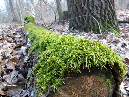 log, moss, bemoost, green, forest, nature, nature recording, plant, tree, growth, green color, tree trunk, trunk, no people, day, close-up, land, plant part, focus on foreground, leaf, outdoors, beauty in nature, solid, tranquility, lichen, 4K, CC0, public domain, royalty free