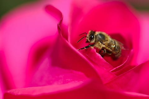 pakilo, bičių, makro, pabarstykite, vabzdys, žiedadulkių, raudona, pavasaris, žiedas, žydi, bestuburiai, žiedlapis, gėlė, žydintys augalai, gyvūnų temos, gyvūnas, vienas gyvūnas, trapumas, pažeidžiamumas, grožis gamtoje, gyvūnų gyvūnija, šviežumas, gyvūnams, augalų, gėlių galva, Iš arti, apdulkinimas, atrankinis dėmesys, nėra žmonių, kamanė, lauke, 2K, CC0, Viešasis domenas, nemokamai