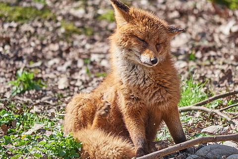 Fenek, fuchs, mądry, rozdarty, las, dzikie zwierze, zwierzę, świat zwierząt, Natura, drapieżnik, fotografia dzikiej przyrody, czerwony lis, zwierzę leśne, uroczy, czerwonawe futro, kreatura, Słodkie, dziki, futro, Park Dzikich Zwierząt, mały Lis, dzikiej przyrody, ssak, tematy zwierzęce, jedno zwierzę, zwierzęca przyroda, zwierzęta na wolności, kręgowiec, żadnych ludzi, skupić się na pierwszym planie, dzień, wylądować, pole, patrząc, na dworze, odwracając wzrok, lis, brązowy, pełna długość, światło słoneczne, 4K, CC0, domena publiczna, darmowe zdjęcia