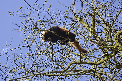 Panda, Bär, Baum, roter Panda, süß, Panda, Bär, Tierwelt, ein Tier, Tiere in freier Wildbahn, kahler Baum, Ast, Tierthemen, Tier, Säugetier, Wirbeltier, Himmel, Pflanze, Flachwinkelansicht, Natur, keine Leute, klarer Himmel, Tag, Primas, draußen, Zoologie, 4K, CC0, gemeinfrei, lizenzfrei