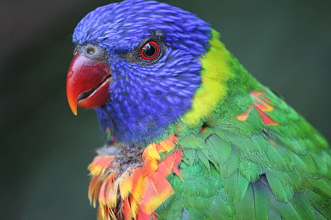 azul, verde, pássaro, colorida, arco Iris, periquito, lorikeet, cor, animal, olho, natureza, empoleirado, tropical, perto, selvagem, brincalhão, animais selvagens, fofa, temas animais, vertebrado, papagaio, um animal, animais em estado selvagem, multi colorido, fechar-se, lório arco-íris, dia, ninguém, focar em primeiro plano, olhando para longe, bico, olhando, parte do corpo animal, ao ar livre, cabeça de animal, Vista de perfil, olho animal, 4K, CC0, domínio público, royalty free