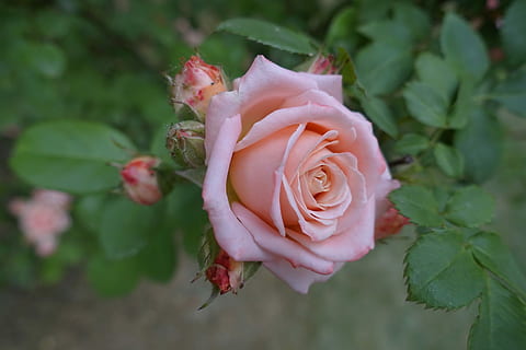 bloem, patroon, groen, bloemblad, Roos, breekbaarheid, bloemhoofd, groei, fabriek, schoonheid in de natuur, bloeiende plant, versheid, detailopname, kwetsbaarheid, bloeiwijze, blad, natuur, deel van de plant, roze kleur, geen mensen, buitenshuis, lente, 5K, CC0, publiek domein, royaltyvrij