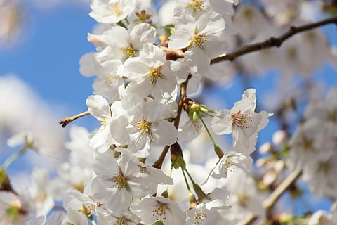 Kirschbaum, Frühling, Japan, Blume, blühende Pflanze, Pflanze, Frische, Zerbrechlichkeit, Verletzlichkeit, Schönheit in der Natur, Wachstum, blühen, Baum, Ast, Nahansicht, weiße Farbe, Blütenblatt, Natur, Kirschblüte, Tag, Zweig, keine Leute, Blütenkopf, Pollen, 5K, CC0, gemeinfrei, lizenzfrei