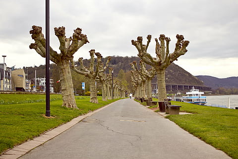 platani, alberi, marciapiede, lontano, natura, paesaggio, camminare, cielo, nuvole, riposo, verde, prato, umore, ancora, bellissimo, sul fiume, la strada davanti, nuvola - cielo, direzione, pianta, erba, mezzi di trasporto, architettura, città, strada, giorno, albero, sentiero, nessuno, prospettiva decrescente, struttura costruita, all'aperto, punto di fuga, treelined, 5K, CC0, dominio pubblico, privo di copyright