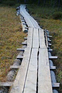 vägen, Stöd, trall, steg, träsk, damm, tall, skog, strand, finsk, natur, logga, sommar, träd, terräng, ett huvud, gräs, växt, dag, på rad, gångstig, inget folk, trämaterial, fält, landa, fokusera på förgrunden, högvinkelvy, utomhus, sittplats, bänk, metall, parkera, minskande perspektiv, park - man gjorde plats, vägen framåt, parkbänk, ytanivå, lång, 5K, CC0, offentligt domän, royaltyfria