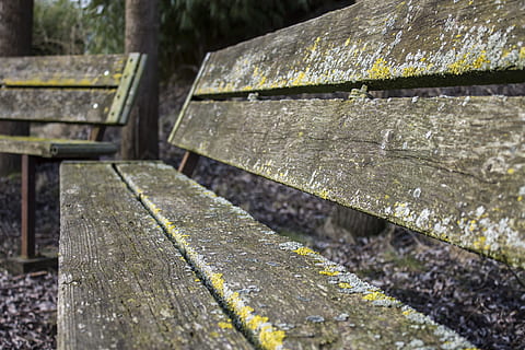 bænk, Skov, forår, natur, træ, møbel, træbænk, planking, sidde, ingen mennesker, dag, udendørs, vand, tæt på, våd, træ - materiale, fokus på forgrunden, selektiv fokusering, forvitret, regn, arkitektur, sæde, tekstureret, bygget struktur, dråbe, regntiden, park bænk, 4K, CC0, offentligt domæne, royaltyfrie
