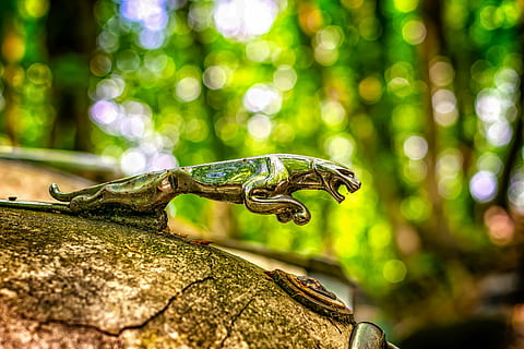 selettivo, fotografia chiusa, ornamento del cappuccio del veicolo del giaguaro, giaguaro, predatore, simbolo, vecchi tempi, vecchia macchina, limousine, lusso, auto, emblema, rarità, vecchio, pkw, classico, settore automobilistico, vicino, dettaglio, temi animali, animale, rettile, un animale, fauna selvatica, animali allo stato selvatico, vertebrato, concentrarsi sulle conoscenze acquisite, albero, nessuno, colore verde, avvicinamento, natura, lucertola, parte del corpo animale, giorno, anfibio, all'aperto, messa a fuoco selettiva, pianta, testa di animale, occhio animale, 5K, CC0, dominio pubblico, privo di copyright