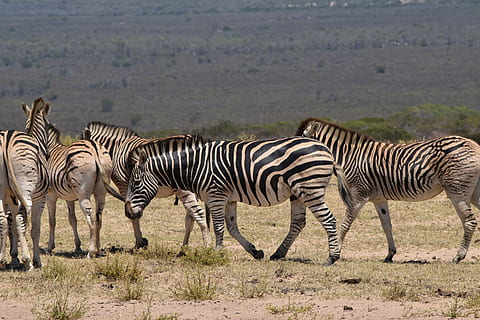 stádo, zebra, během dne, tráva, pole, pruhy, zvíře, zvířat, zvířata ve volné přírodě, pruhovaný, savec, skupina zvířat, safari, nikdo, Příroda, obratlovců, krajina, cestovní ruch, střední skupina zvířat, plná délka, domácí zvířata, životní prostředí, býložravý, venku, 5K, CC0, veřejná doména, bez autorských práv