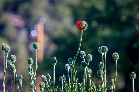 fotografia a fuoco, verde, rosso, fiore petalo, boccioli di fiori rossi, alzati e risplendi, natura, fiore, pianta, prato, estate, primavera, erba, colore verde, bellezza nella natura, all'aperto, freschezza, avvicinamento, macro, crescita, papavero, campo, nessuno, concentrarsi sulle conoscenze acquisite, pianta fiorita, giorno, vulnerabilità, stelo vegetale, fragilità, germoglio, inizi, la tranquillità, testa di fiore, 4K, CC0, dominio pubblico, privo di copyright