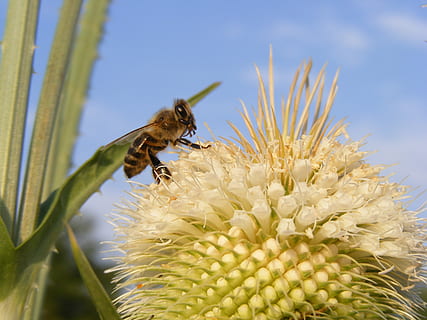 lebah, merapatkan, potongan rambut, dipsacus, madu, Laciniatus, berduri, teasel, thistle, serangga, tanaman berbunga, bunga, tema binatang, invertebrata, binatang di alam liar, satwa liar hewan, hewan, satu binatang, menanam, kerapuhan, kerentanan, keindahan di alam, pertumbuhan, daun bunga, kesegaran, kepala bunga, alam, penyerbukan, tidak ada orang, serbuk sari, di luar rumah, 2K, CC0, domain publik, bebas royalti
