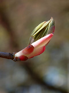 spring, time, wake up, plant, flower, growth, close-up, flowering plant, fragility, vulnerability, beauty in nature, freshness, nature, focus on foreground, bud, no people, red, petal, selective focus, beginnings, day, botany, new life, springtime, flower head, sepal, 4K, CC0, public domain, royalty free