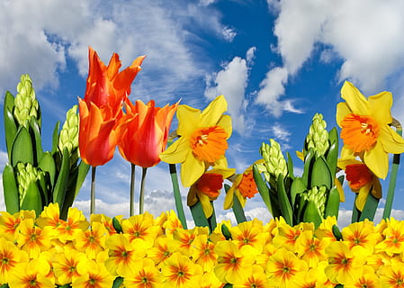 Frühling, Ostern, Narzissen, Tulpen, Primeln, blühen, frühlingsanfang, Frühlingserwachen, Osterglocken, Frühlingsblume, Stickerei, Pflanze, Gelb, Collage, Blume, wolke - himmel, Tulpe, Natur, Frische, blühende Pflanze, Schönheit in der Natur, Himmel, Verletzlichkeit, Zerbrechlichkeit, Blütenblatt, Blütenkopf, Blütenstand, Wachstum, Nahansicht, Tag, Flachwinkelansicht, keine Leute, draußen, Blumenbeet, 2K, CC0, gemeinfrei, lizenzfrei