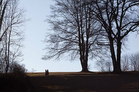 parkere, trær, vandrere, vår, tre, bare tre, land, himmel, anlegg, ekte folk, natur, ro, full lengde, gren, skjønnhet i naturen, mennesker, fritidsaktivitet, to mennesker, silhouette, stamme, rolig scene, livsstil, trestamme, ukjennelig person, utendørs, 4K, CC0, offentlig domene, opphavsrett gratis