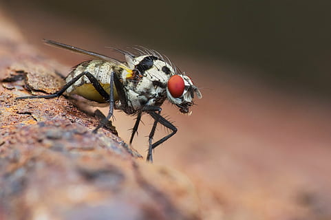 blanc, negre, volar, marró, superfície, insecte, macro, ull compost, ull vermell, vermell, ull, naturalesa, error, vida salvatge, animal, primer pla, mosca domèstica, invertebrat, temes d'animals, fauna animal, animals a la natura, un animal, enfocament selectiu, cap gent, dia, a l'aire lliure, ala dels animals, part del cos dels animals, signe, cacera, ull d’animals, 4K, CC0, domini públic, lliure de regalies