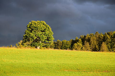 arbre, fosc, núvols, pre, llum, verd, camp, cel, planta, terra, núvol - cel, medi ambient, herba, bellesa a la natura, paisatge, color verd, naturalesa, escenics - natura, escena tranquil·la, tranquil·litat, cap gent, creixement, escena no urbana, bosc, pi, a l'aire lliure, bosc de pi, arbre de coníferes, 5K, CC0, domini públic, lliure de regalies