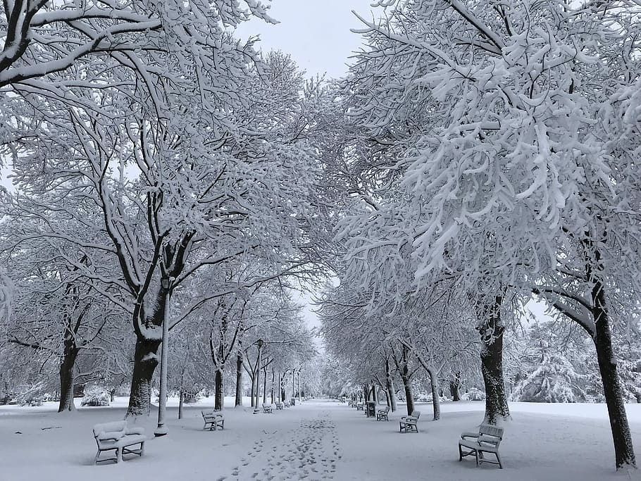 bonic, al matí, Washington Park, arbres amb neu, hivern, neu, parc, banc, arbre, a l'aire lliure, fred, congelat, gel, Camí, passos, nevades, albany, banco, nieve, parque, arbres nevades, paisatge nevat, temperatura de fred, planta, arbre nu, bellesa a la natura, naturalesa, tranquil·litat, escena tranquil·la, branca, escenics - natura, Color blanc, terra, tronc, cap gent, cobertura, tronc de l'arbre, treelined, nevar, 1080P